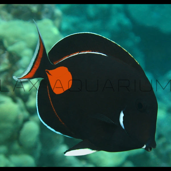 Achilles Tang