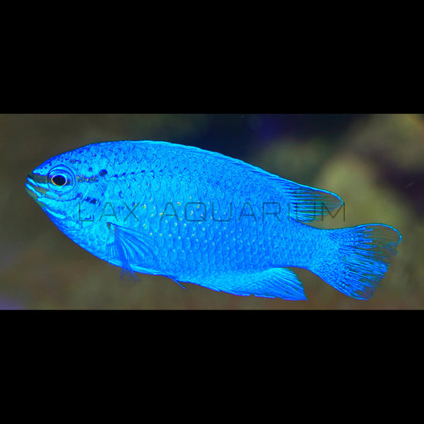 Electric Blue Damsel