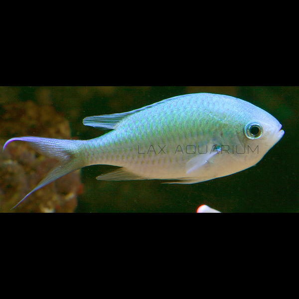Green Chromis Damsel
