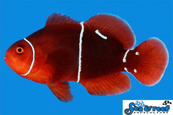 Detail photo for Morse Code Maroon Clownfish