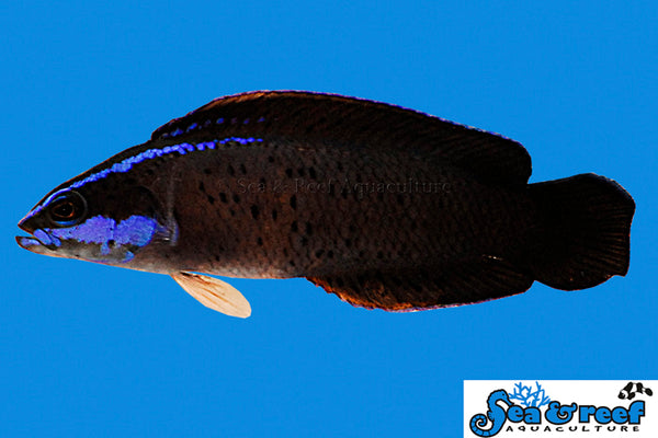 Detail photo for Springeri Dottybacks