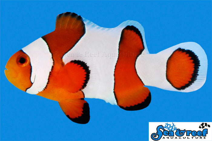Detail photo for Wide Bar Gladiator Clownfish